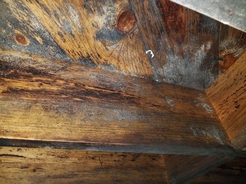 mold removal and remediation in columbus oh - photo of mold in your home